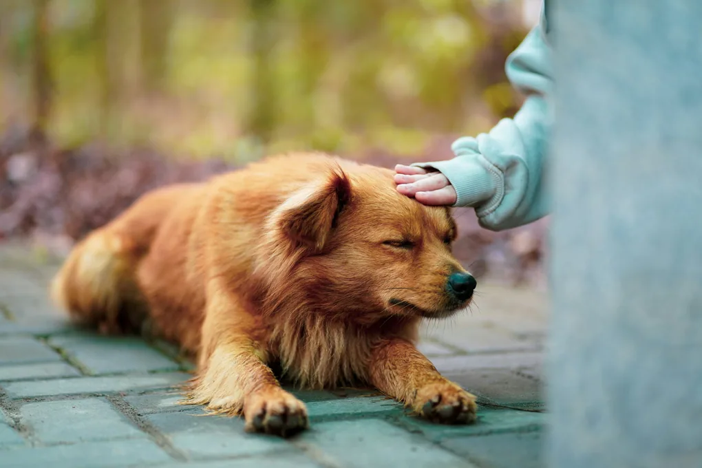 Eine Kinderhand streichelt einen Hund