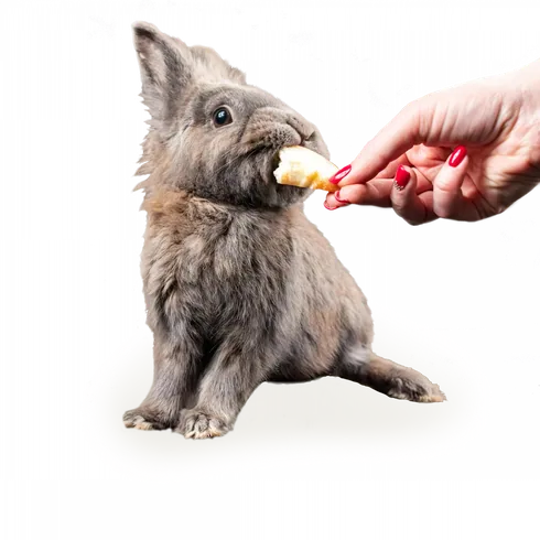 Ein Kaninchen bekommt ein Leckerli aus der Hand