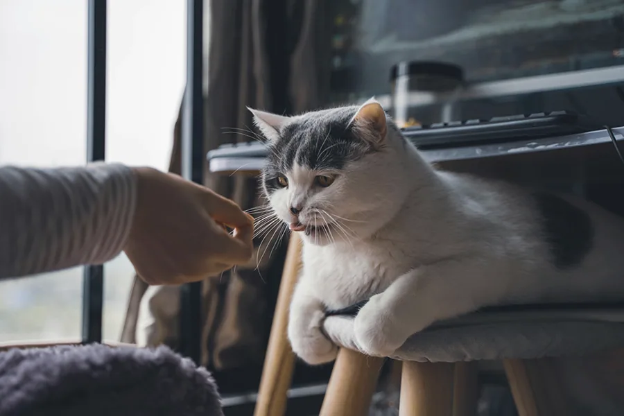 Eine Hand streichelt eine Katze