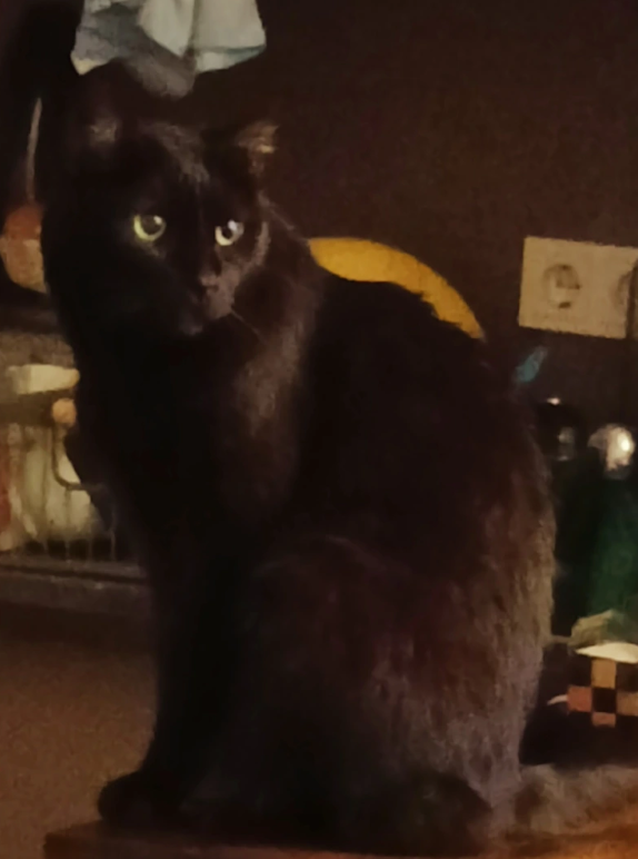 In memory of Cypress